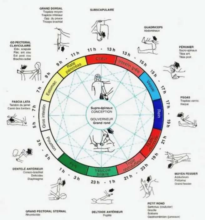 Touch for Health® / La Santé par le toucher